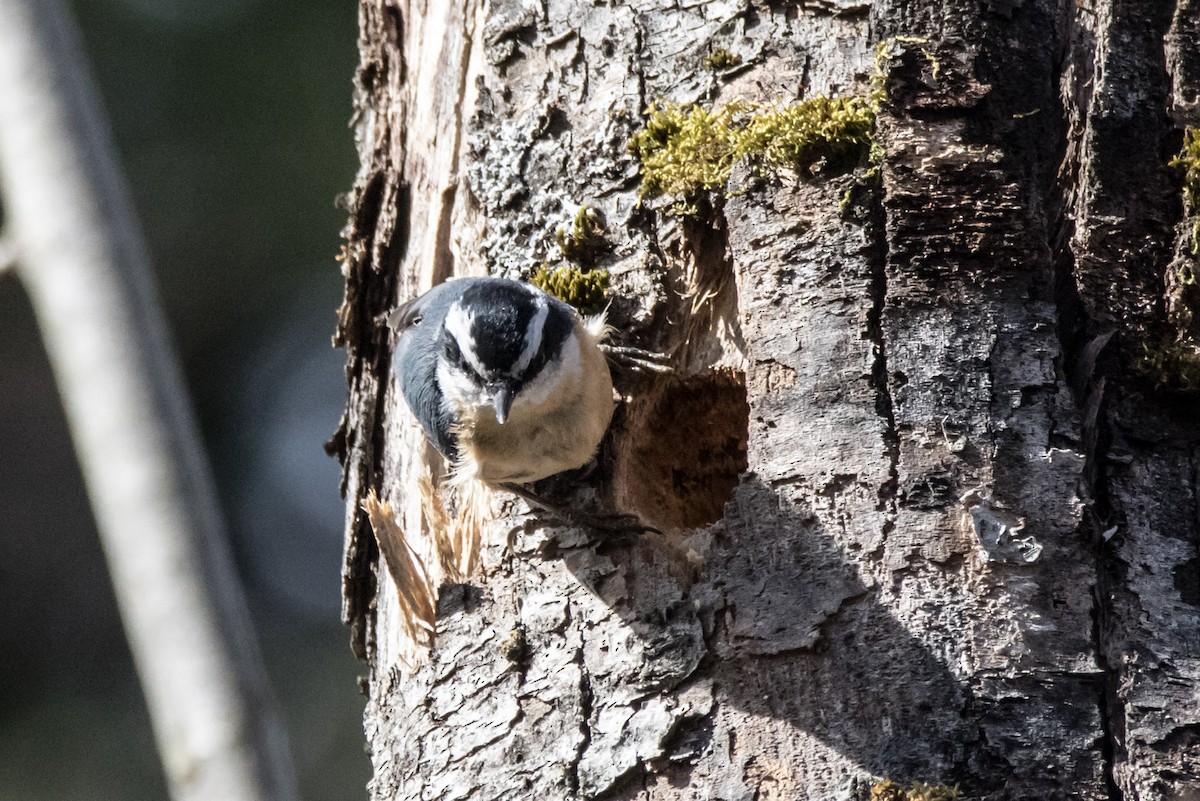 Red-breasted Nuthatch - ML616894805