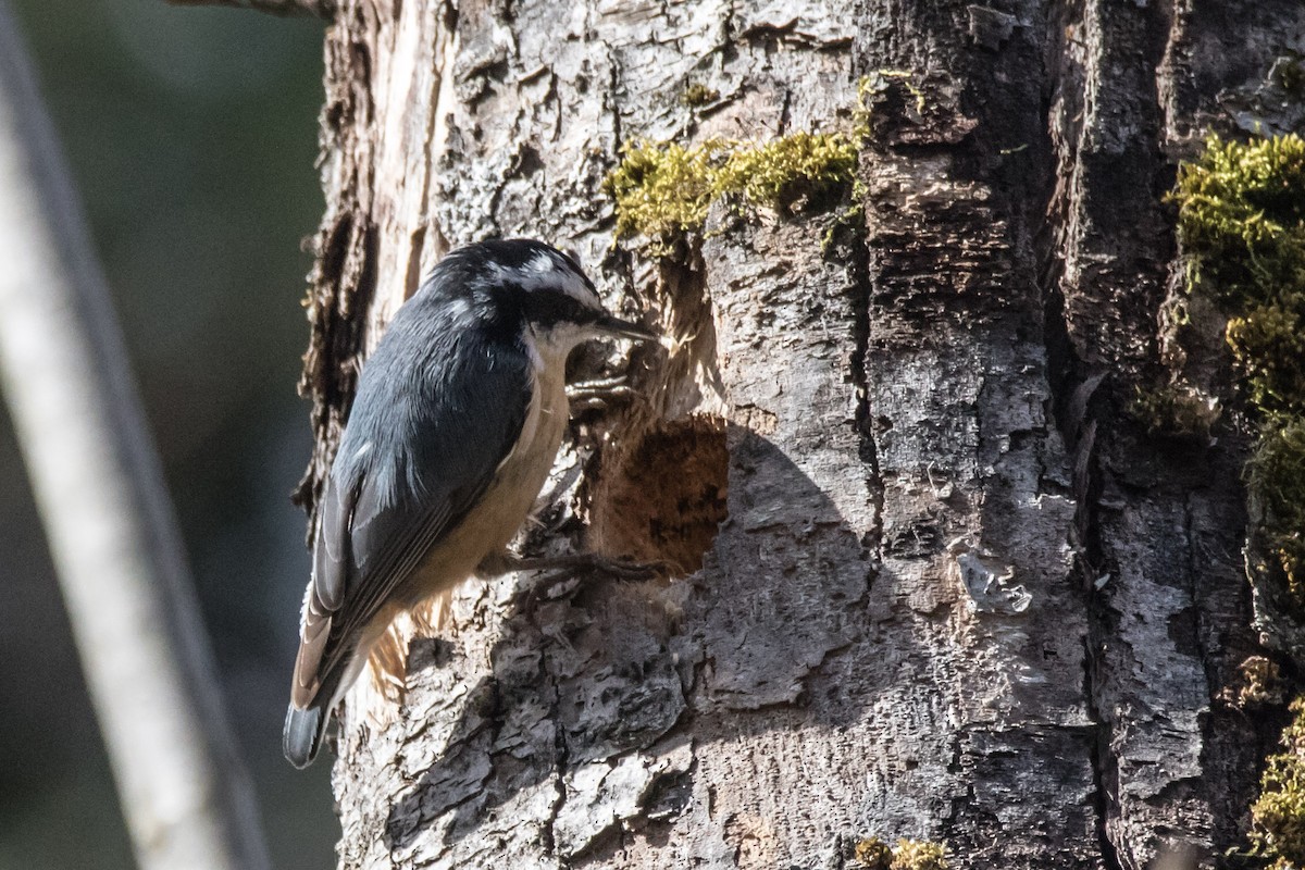 Red-breasted Nuthatch - ML616894810