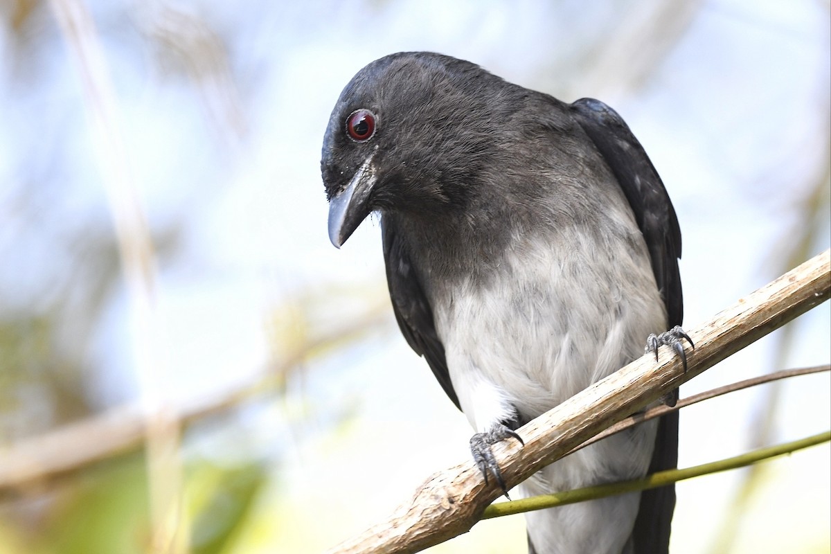 Drongo à ventre blanc - ML616894813