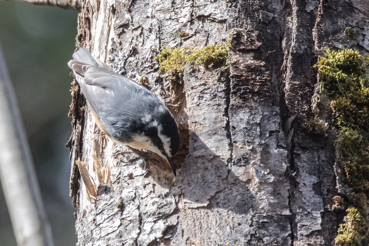 Red-breasted Nuthatch - ML616894816