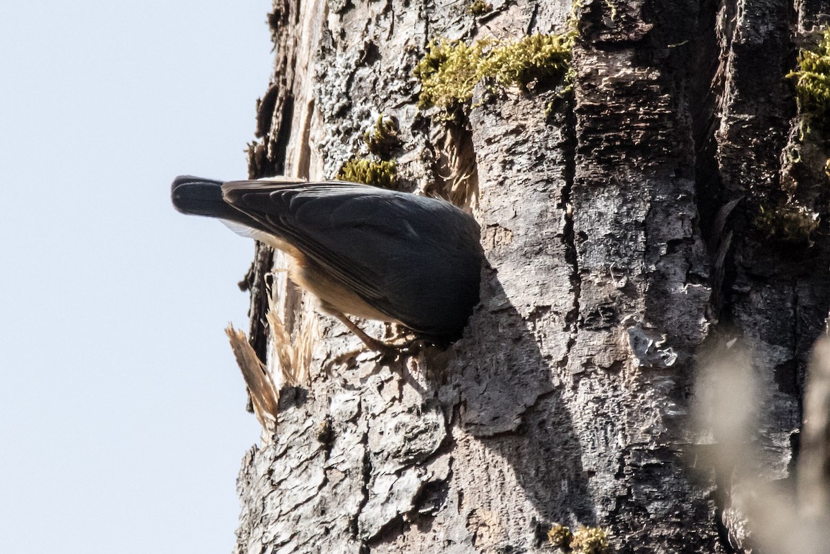 Red-breasted Nuthatch - ML616894819