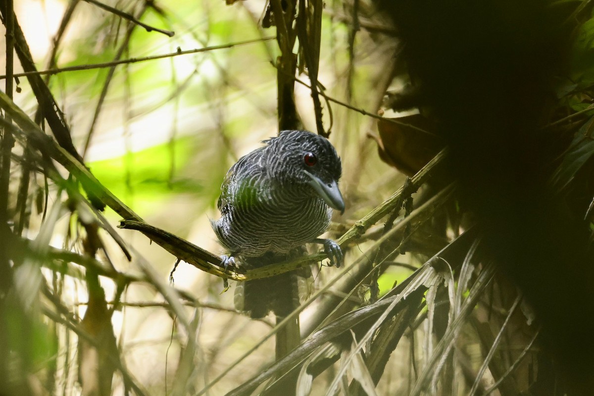 Fasciated Antshrike - ML616894820