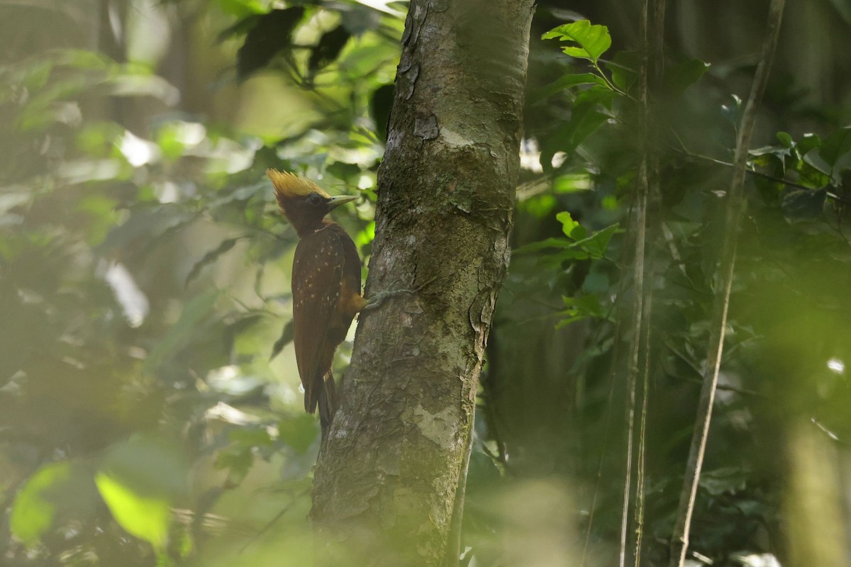 Chestnut Woodpecker - ML616894832