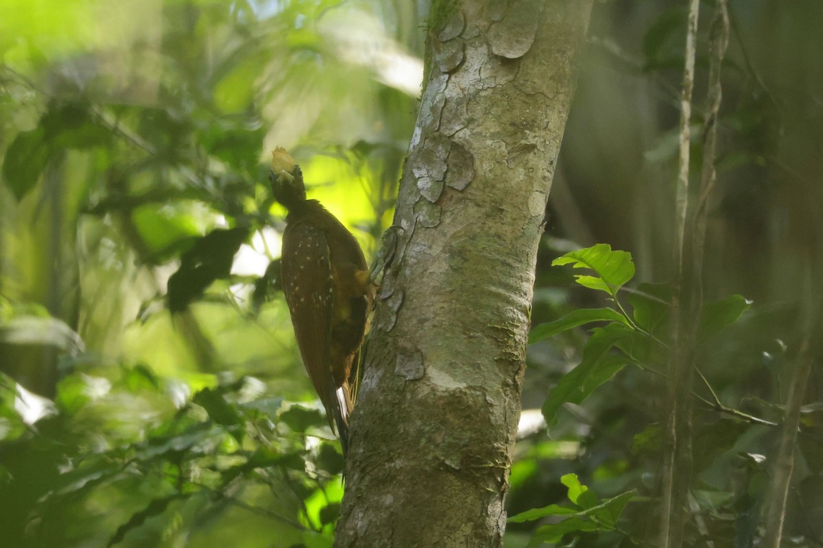 Chestnut Woodpecker - ML616894833