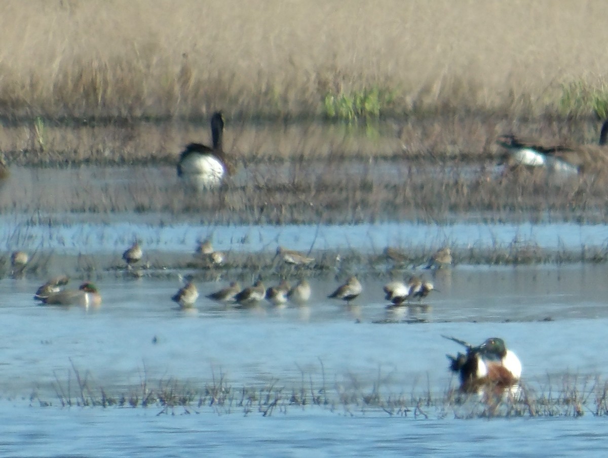 Dunlin - ML616894836