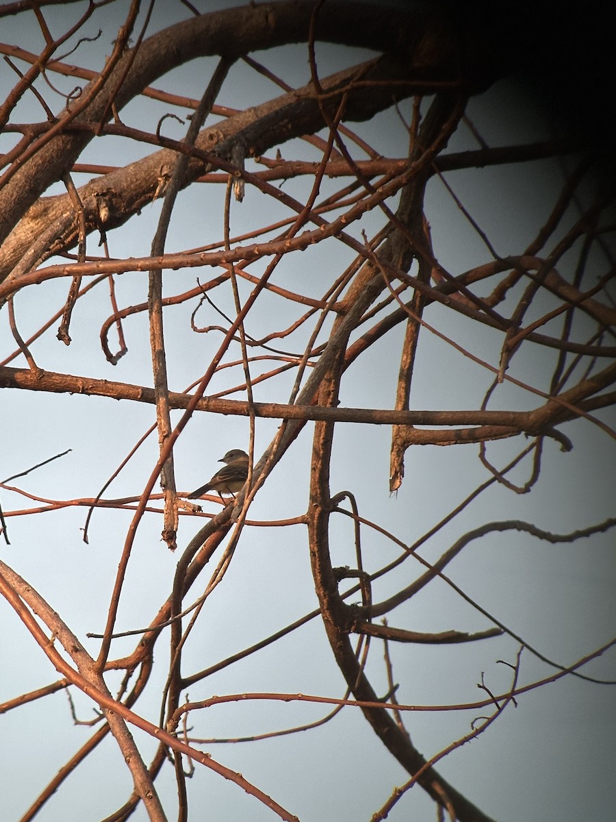 Northern Scrub-Flycatcher - ML616894840