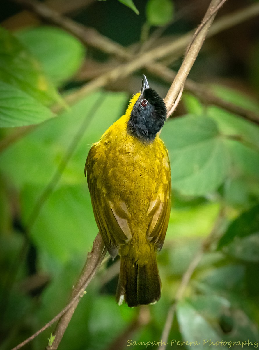 Black-capped Bulbul - Sampath Indika Perera