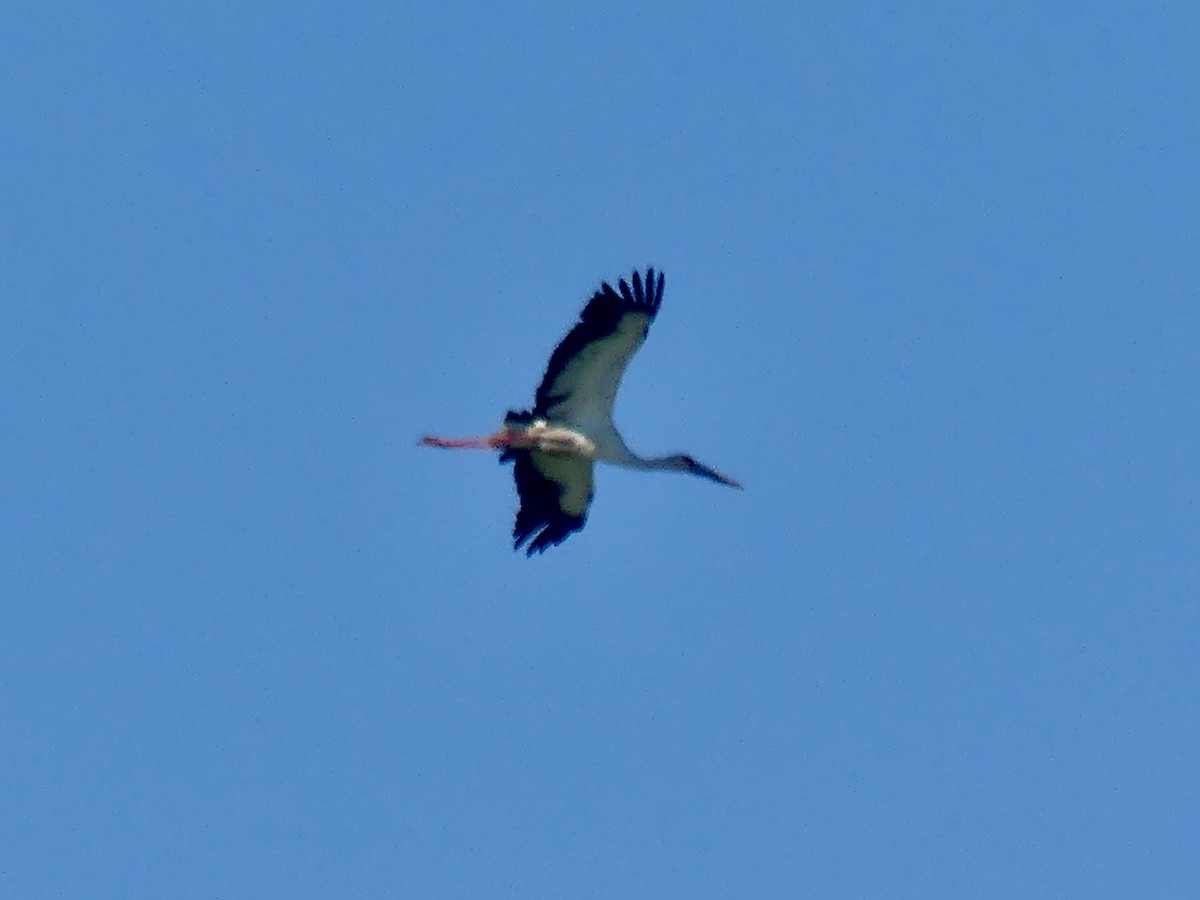 Wood Stork - ML616894880