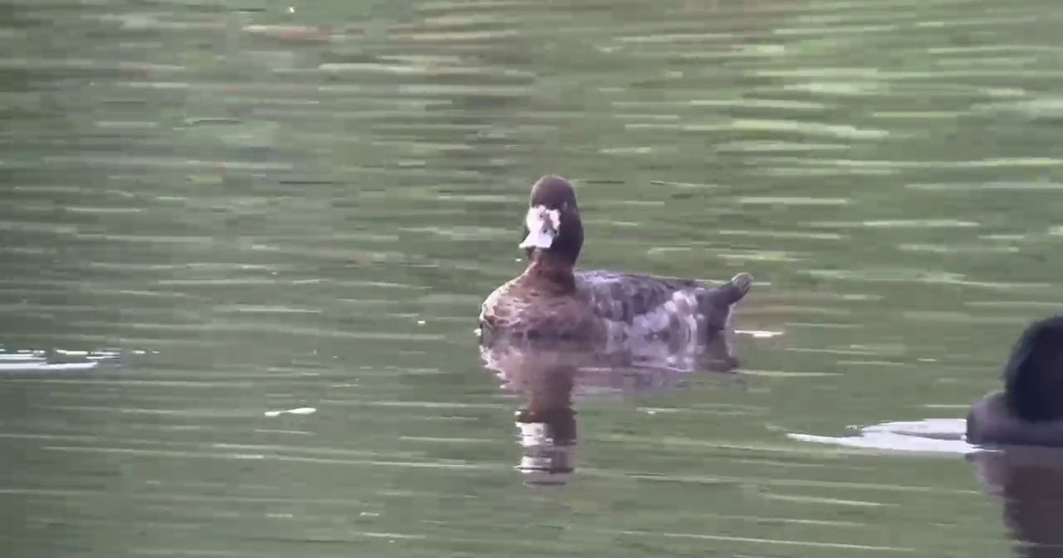 Lesser Scaup - ML616894893