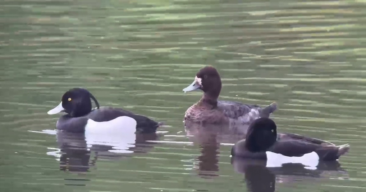 Lesser Scaup - ML616894894