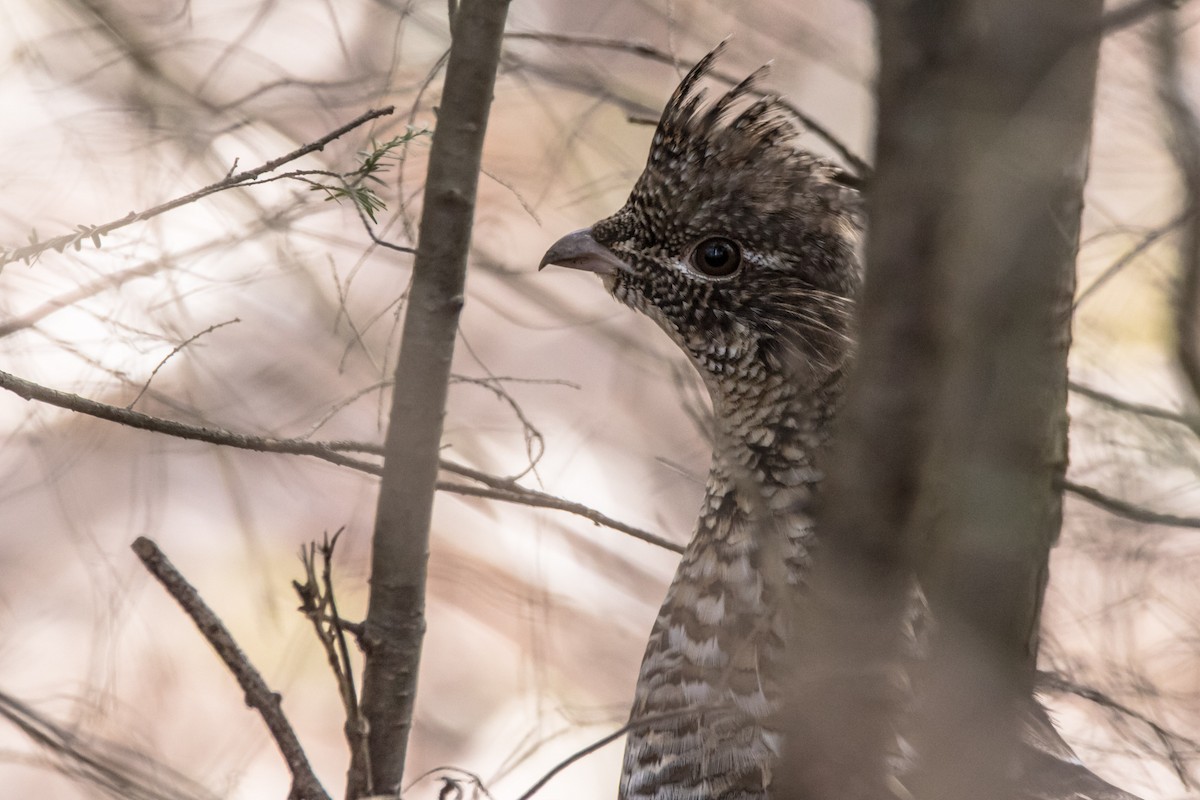 Ruffed Grouse - ML616894898