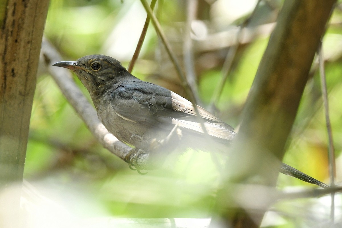 Cuco Pechigrís - ML616894933