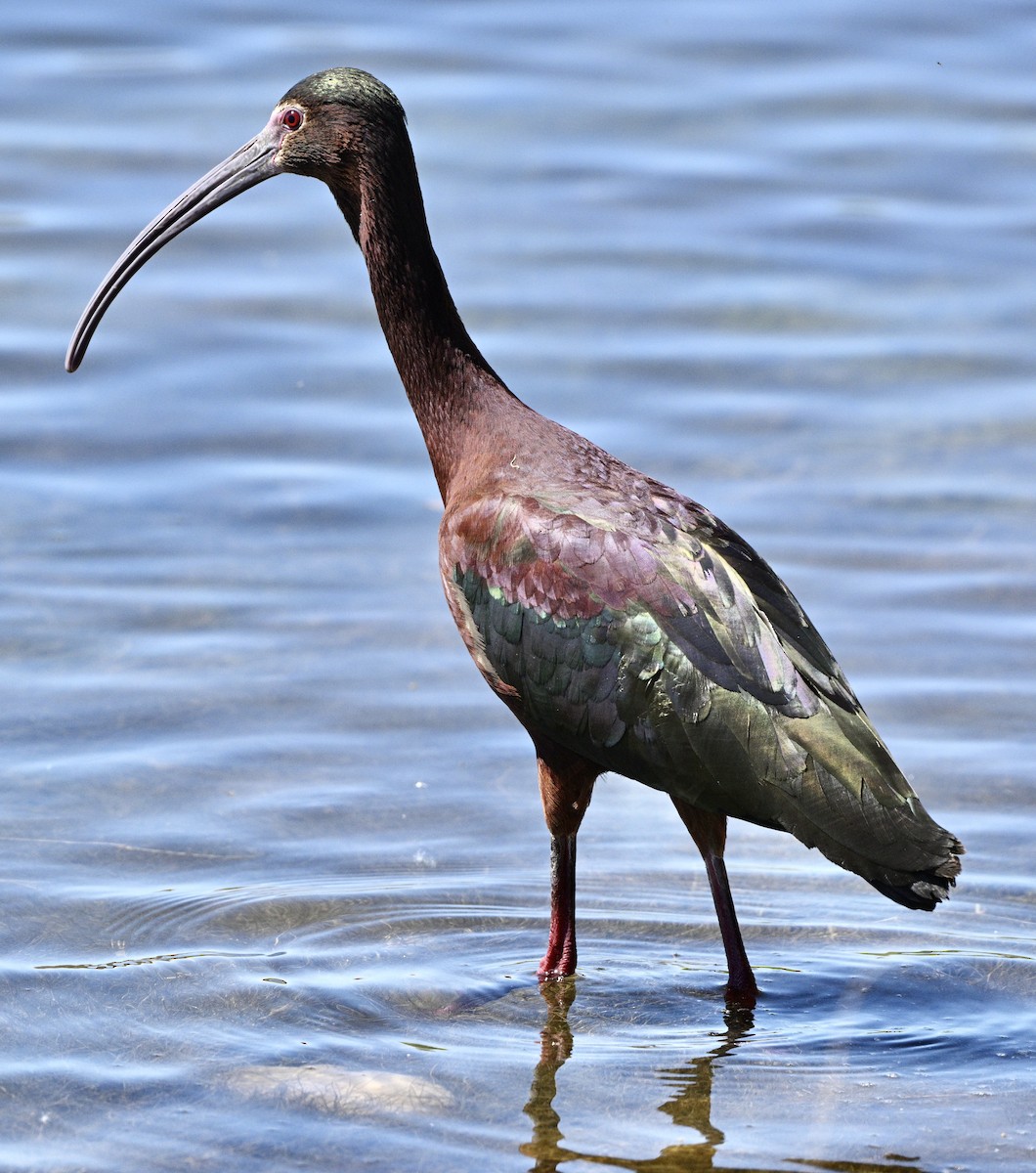 White-faced Ibis - Thomas Oliver