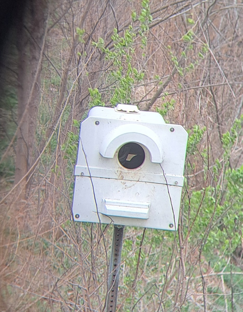 American Barn Owl - ML616894936