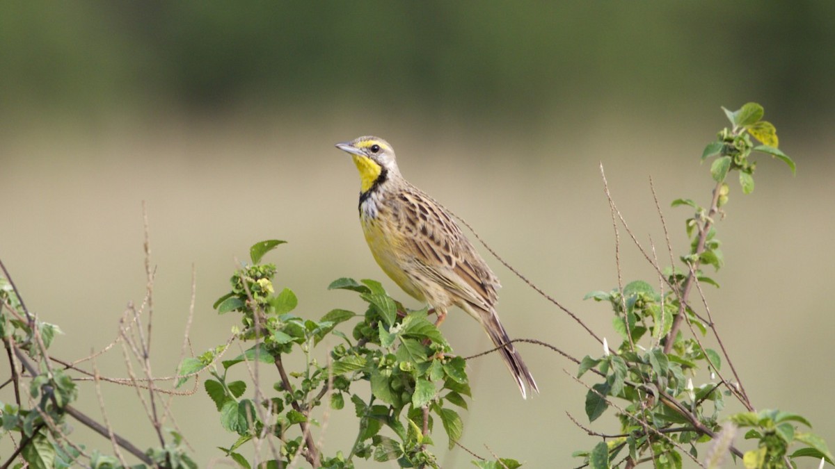 Yellow-throated Longclaw - ML616894937