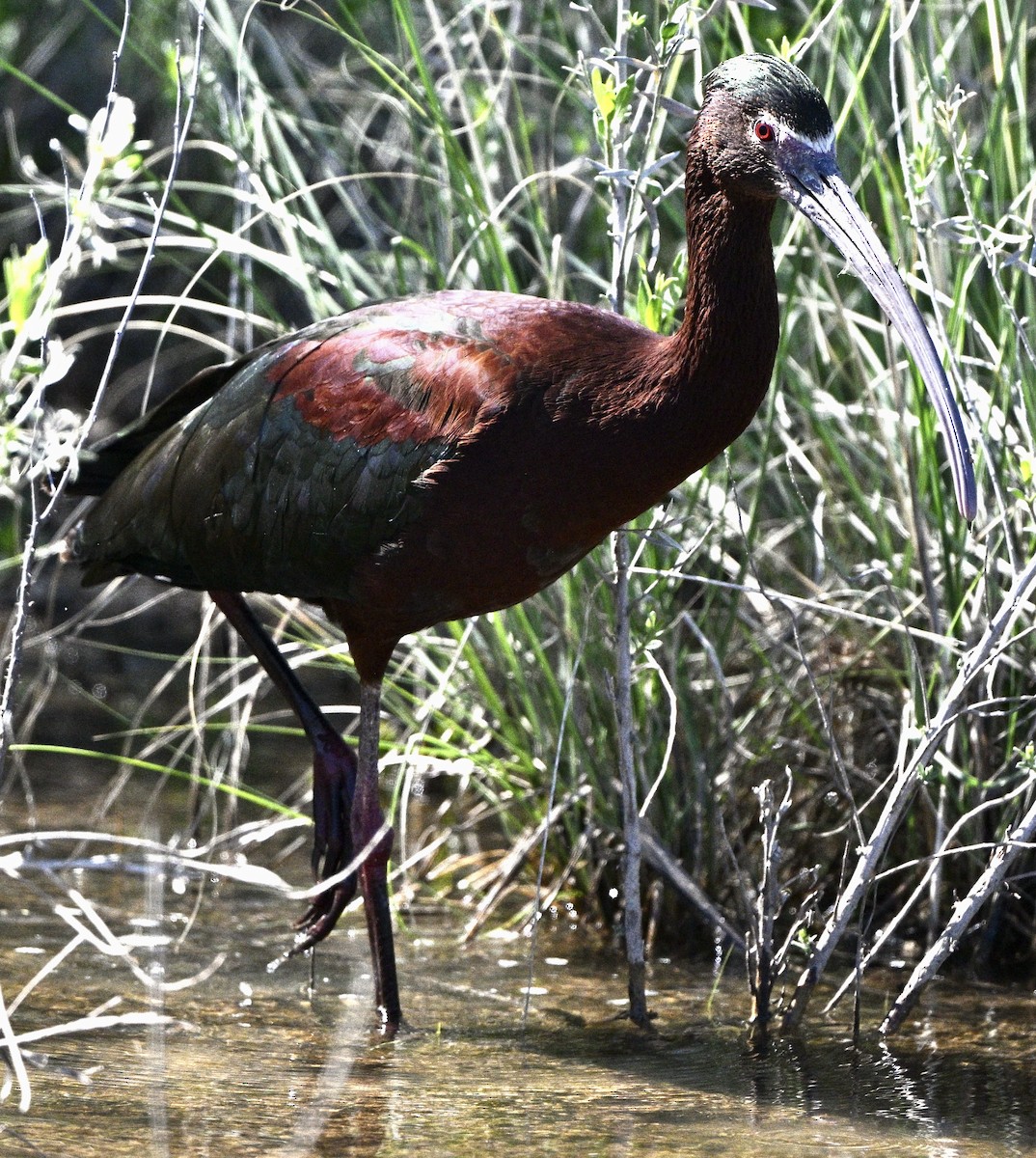 Ibis à face blanche - ML616894938