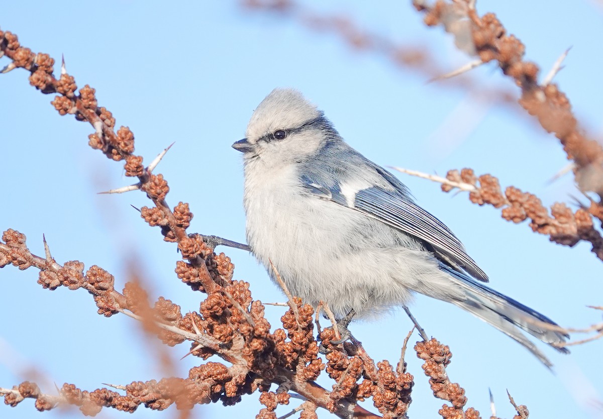 Mésange azurée (groupe cyanus) - ML616894958