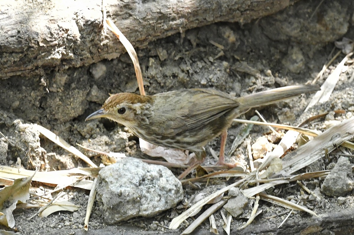 Puff-throated Babbler - Renuka Vijayaraghavan