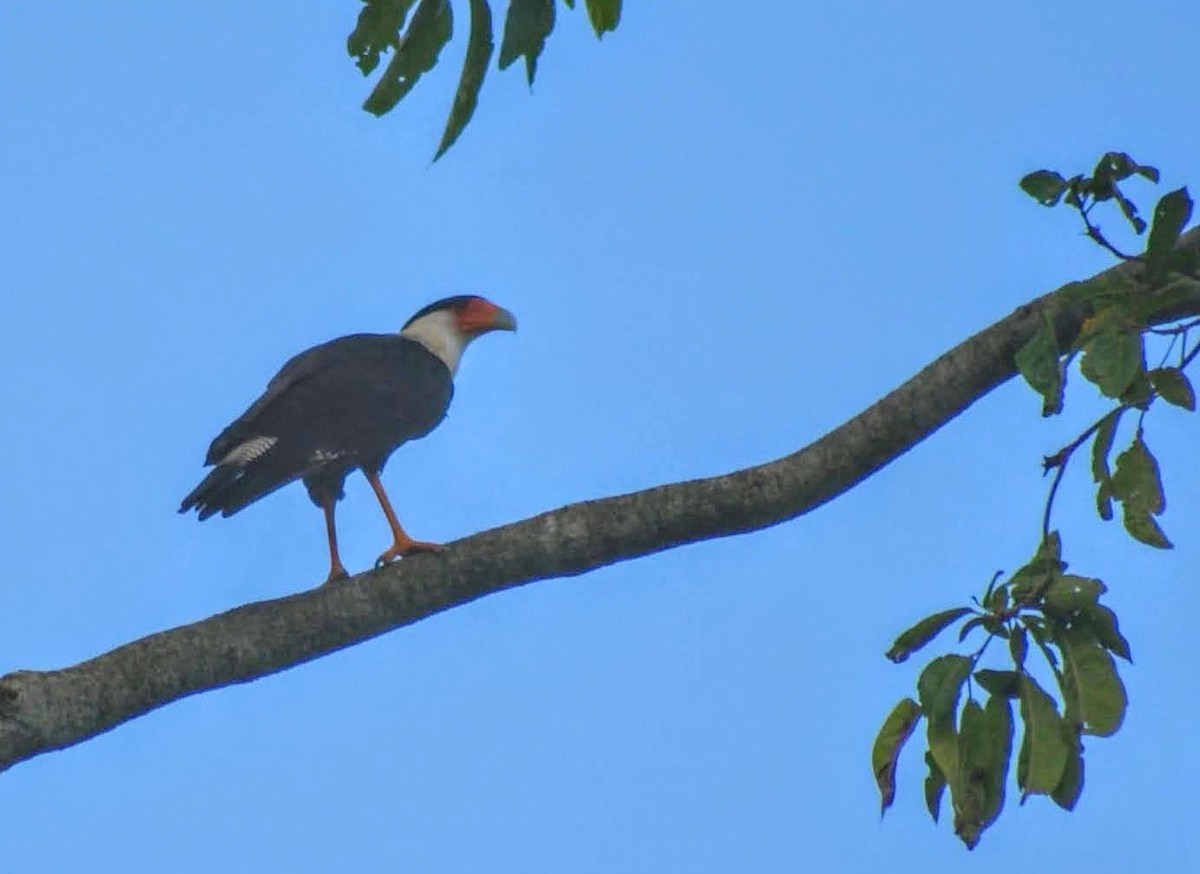 Crested Caracara - ML616894992