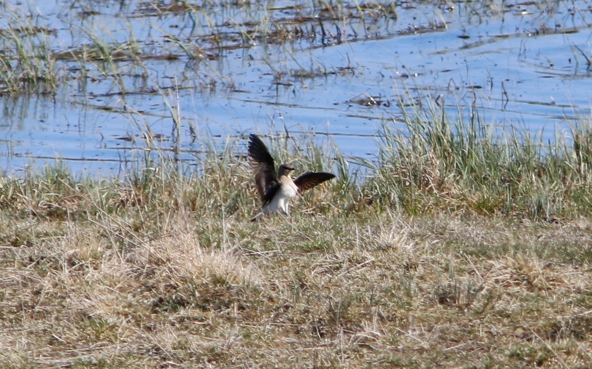 Black-winged Pratincole - Marcus Östman