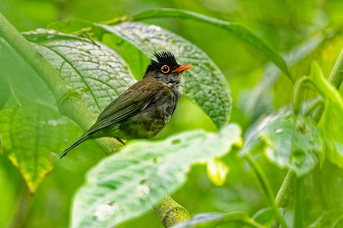 Black-headed Nightingale-Thrush - ML616895033