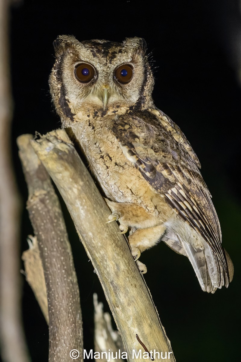 Collared Scops-Owl - ML616895074