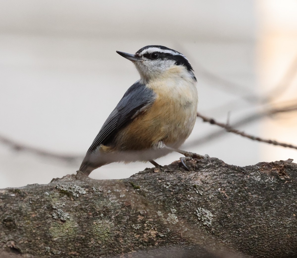 Red-breasted Nuthatch - ML616895121