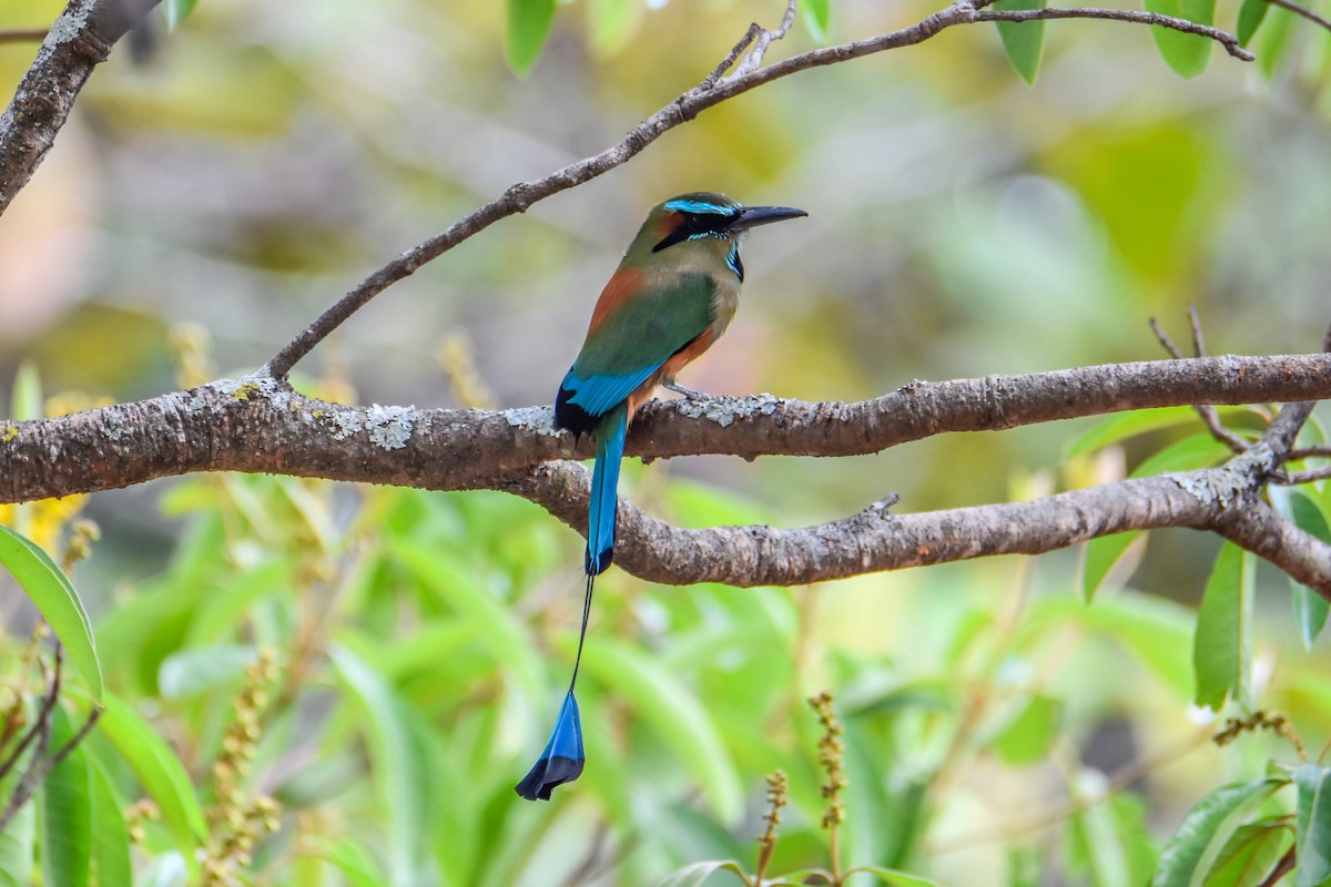 Motmot à sourcils bleus - ML616895150