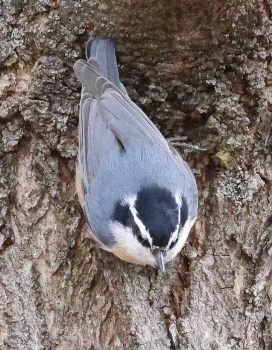 Red-breasted Nuthatch - ML616895244