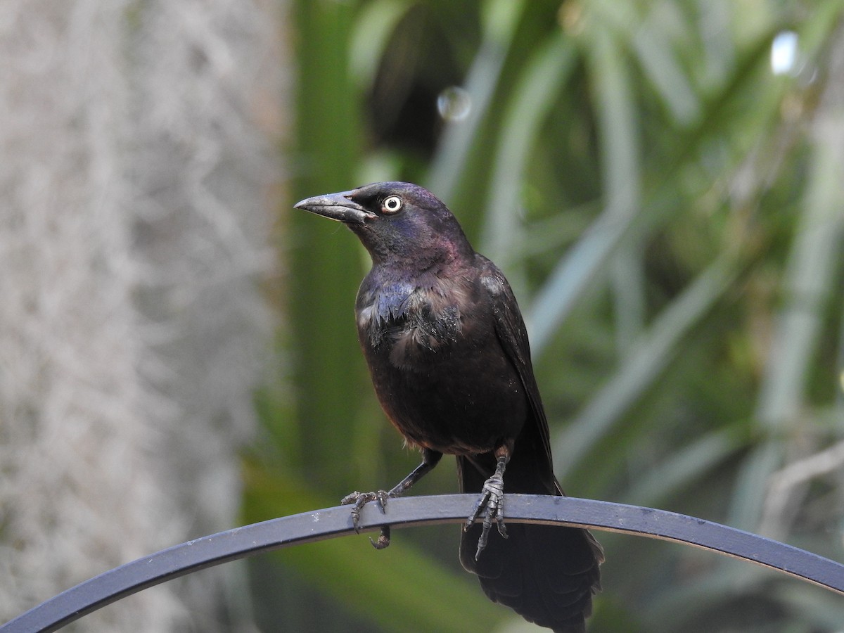Common Grackle - ML616895374