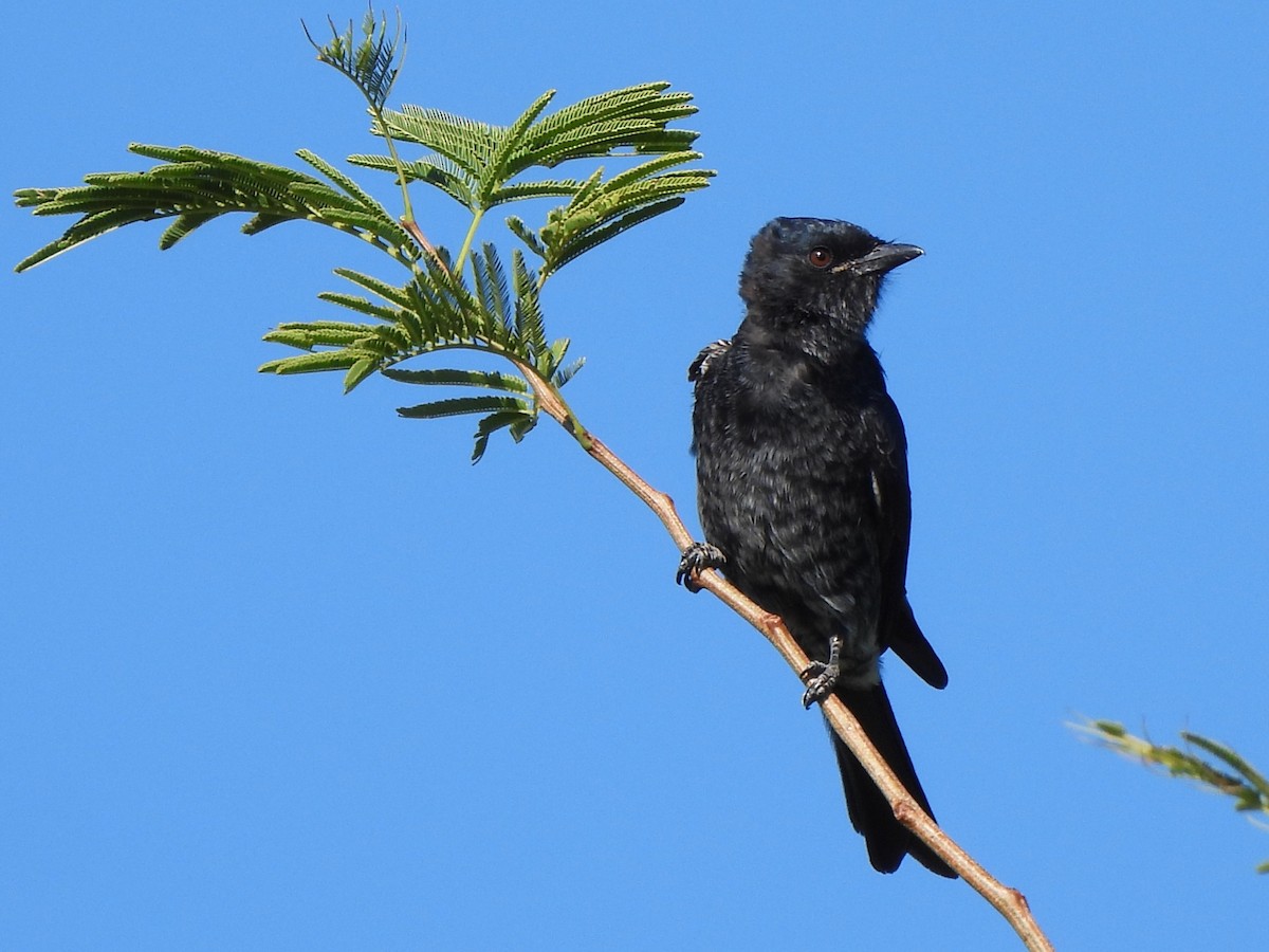 Fork-tailed Drongo - ML616895412