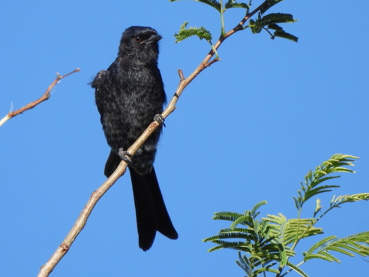 Fork-tailed Drongo - ML616895413