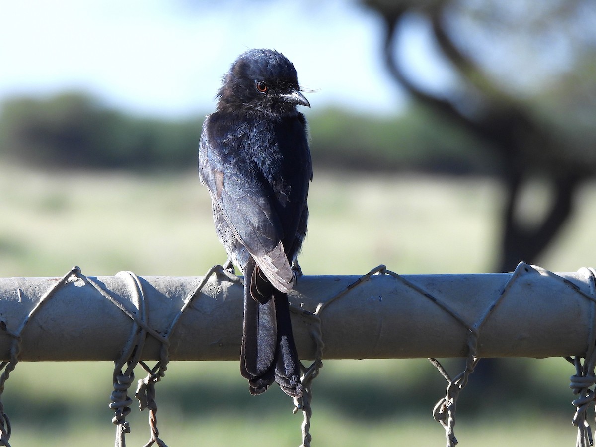 Fork-tailed Drongo - ML616895414