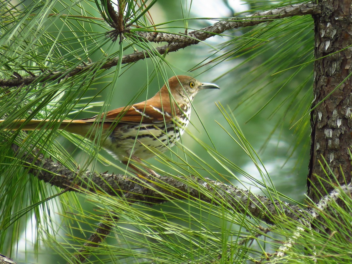 Brown Thrasher - ML616895473