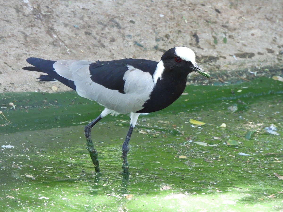 Blacksmith Lapwing - Stephen Taylor