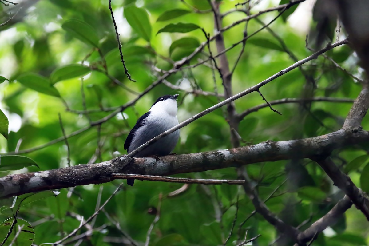 White-bearded Manakin - ML616895566