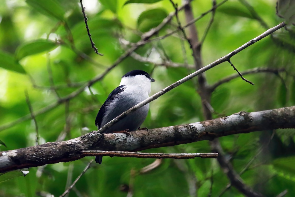 White-bearded Manakin - ML616895567