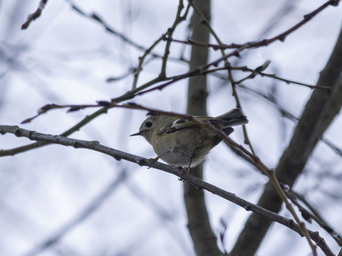 Goldcrest (European) - ML616895572