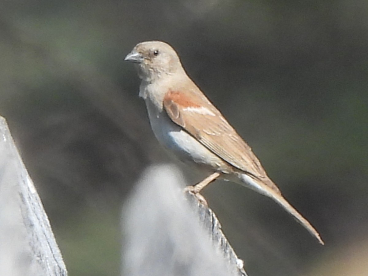 Southern Gray-headed Sparrow - ML616895587