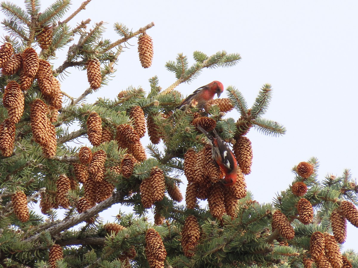 White-winged Crossbill - ML616895590