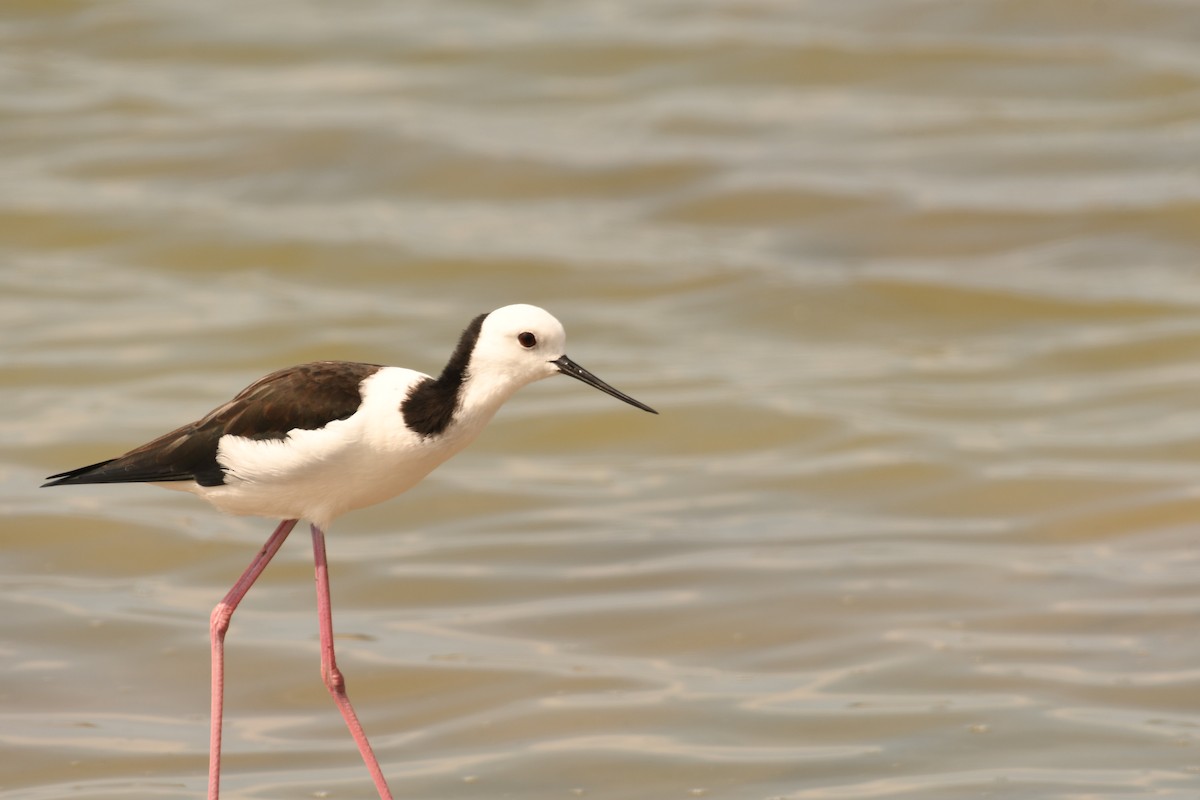 Pied Stilt - ML616895613