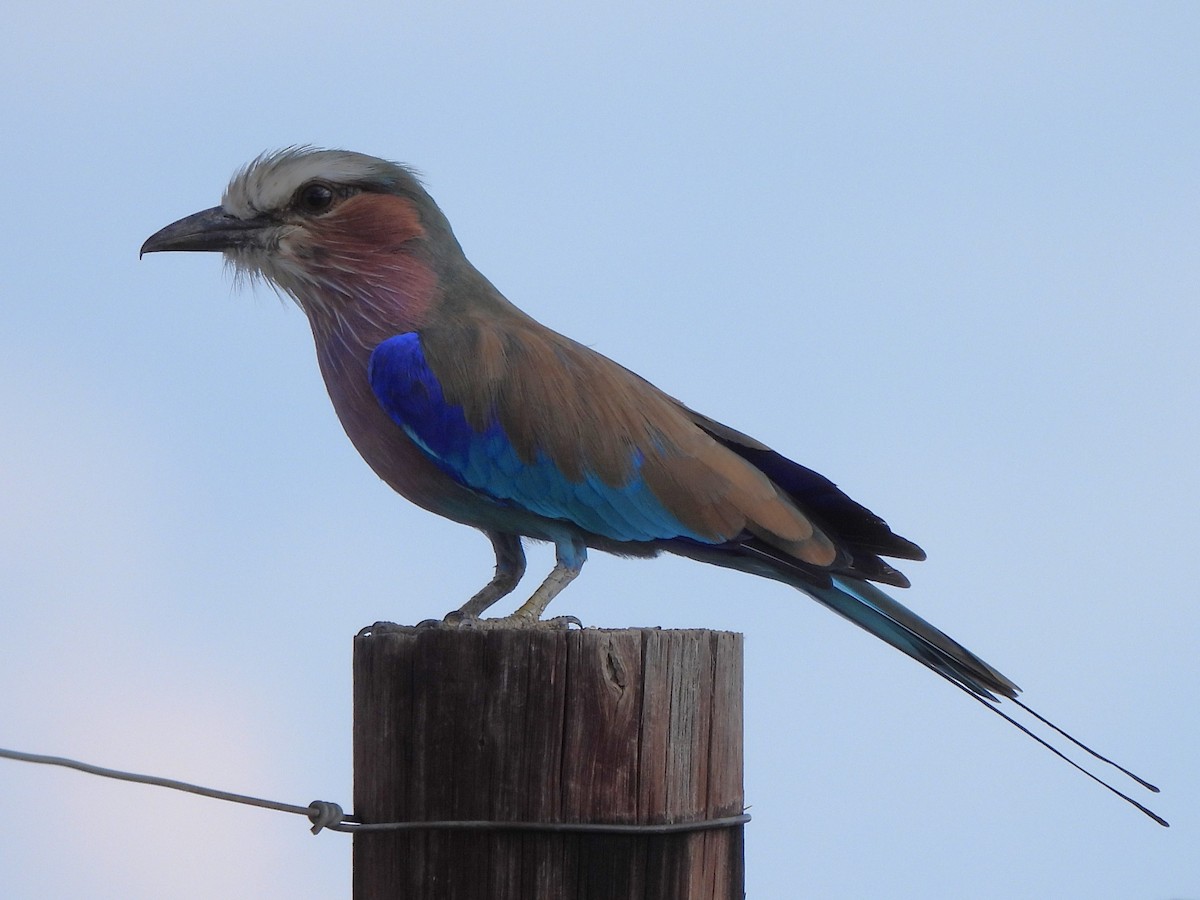 Lilac-breasted Roller - ML616895614