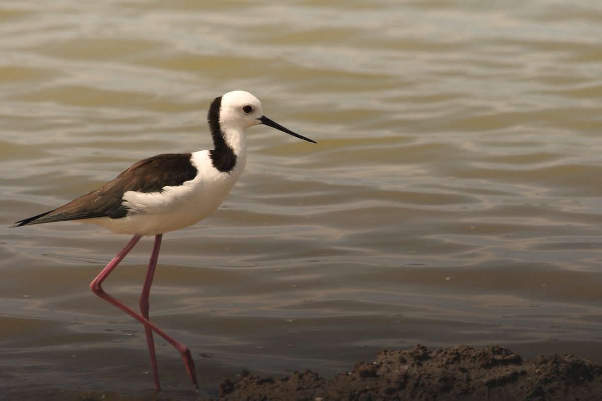 Pied Stilt - ML616895615