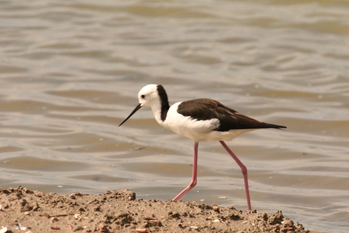 Pied Stilt - ML616895618