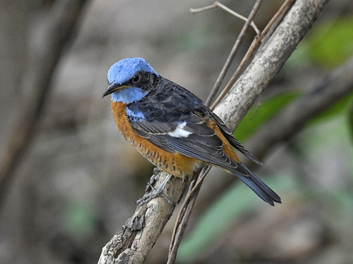 Blue-capped Rock-Thrush - Renuka Vijayaraghavan