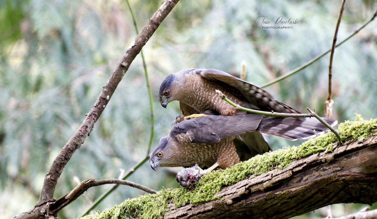 Cooper's Hawk - ML616895635