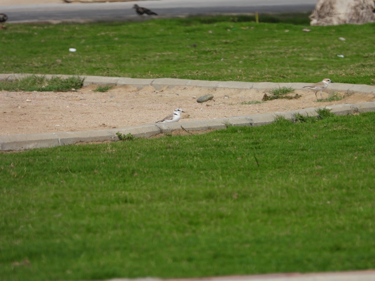 Kentish Plover - ML616895669