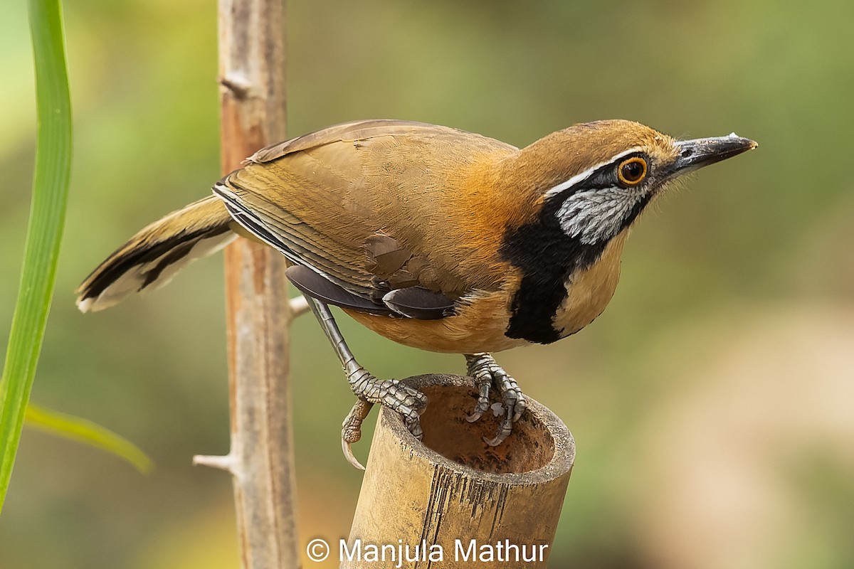 Greater Necklaced Laughingthrush - ML616895703