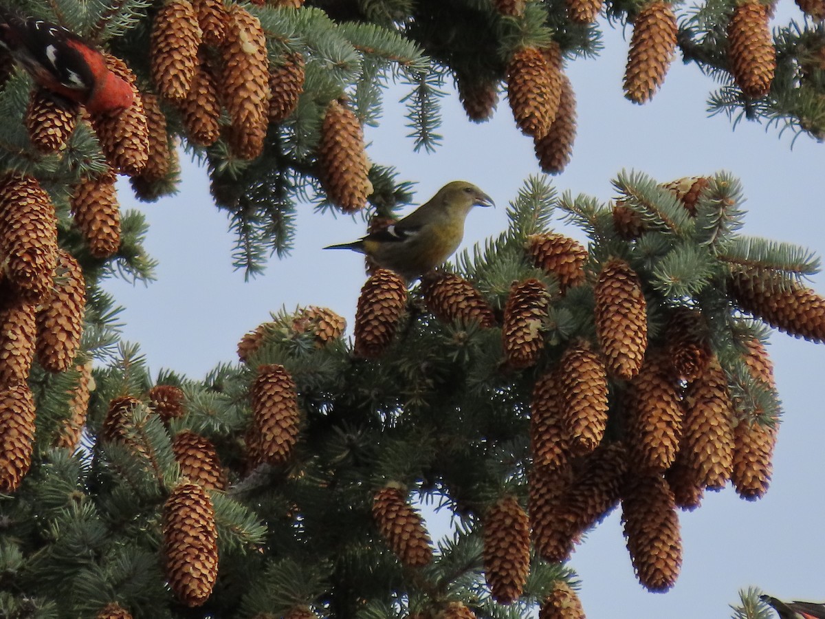 White-winged Crossbill - ML616895721