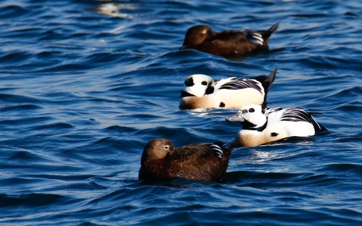 Steller's Eider - Uku Paal